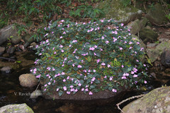 Impatiens cordata